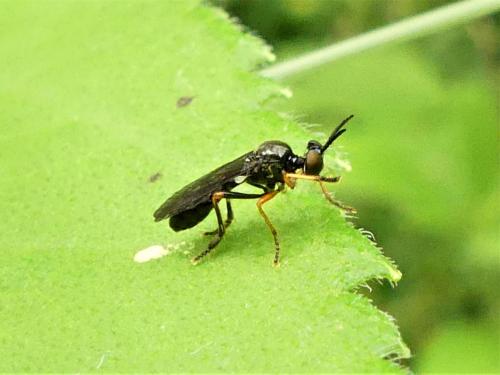 Dioctria longicornis